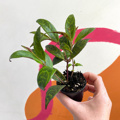 Lipstick Plant - Aeschynanthus longicaulis - Welsh Grown - Sprouts of Bristol