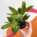 Lipstick Plant - Aeschynanthus longicaulis - Welsh Grown - Sprouts of Bristol