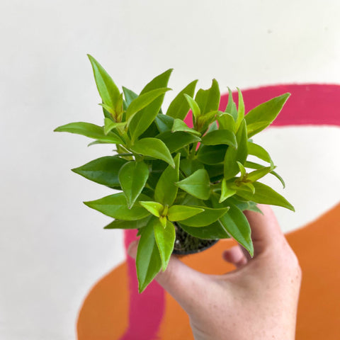 Lipstick Plant - Aeschynanthus micranthus x humilis 'Big Apple' - Welsh Grown - Sprouts of Bristol