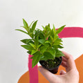 Lipstick Plant - Aeschynanthus micranthus x humilis 'Big Apple' - Welsh Grown - Sprouts of Bristol