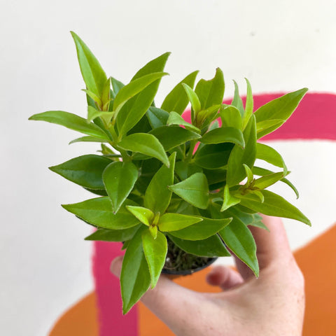 Lipstick Plant - Aeschynanthus micranthus x humilis 'Big Apple' - Welsh Grown - Sprouts of Bristol