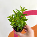 Lipstick Plant - Aeschynanthus micranthus x humilis 'Big Apple' - Welsh Grown - Sprouts of Bristol