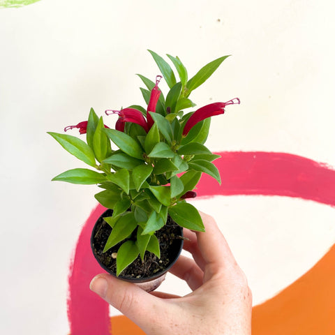 Lipstick Plant - Aeschynanthus micranthus x humilis 'Big Apple' - Welsh Grown - Sprouts of Bristol