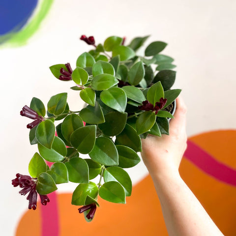 Lipstick Plant - Aeschynanthus 'Mona Lisa' - Sprouts of Bristol