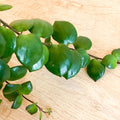 Lipstick Plant - Aeschynanthus 'Pink Polka' - Sprouts of Bristol