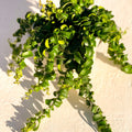 Lipstick Plant - Aeschynanthus radicans 'Rasta' - Sprouts of Bristol
