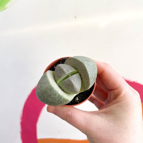 Living Granite - Pleiospilos nelii - Sprouts of Bristol