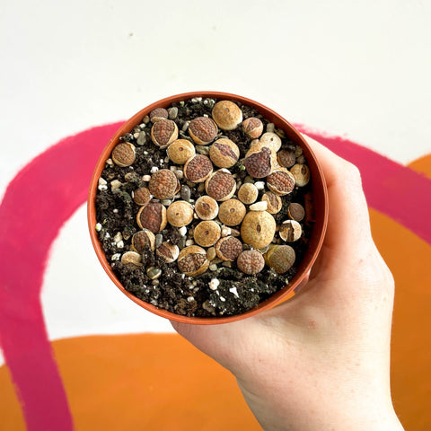 Living Stones - Lithops - Sprouts of Bristol