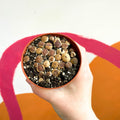 Living Stones - Lithops - Sprouts of Bristol