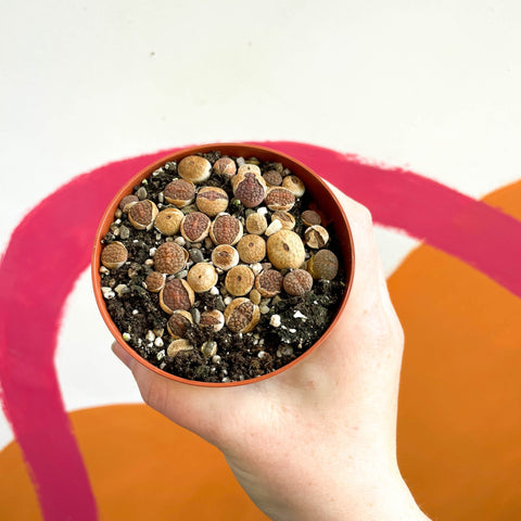 Living Stones - Lithops - Sprouts of Bristol