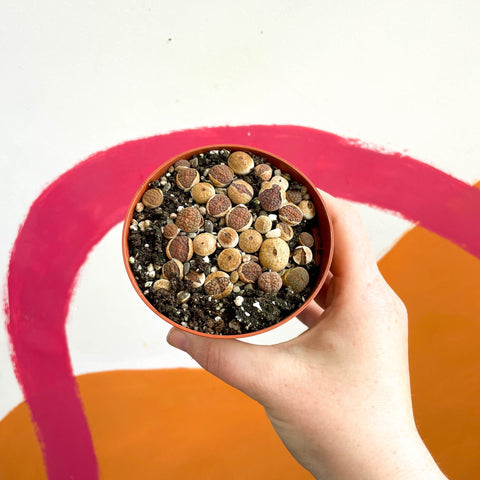 Living Stones - Lithops - Sprouts of Bristol