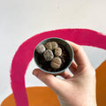 Living Stones - Lithops aucampiae - Sprouts of Bristol