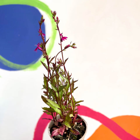 Lobelia x speciosa 'Tania' - Cotswold Grown Perennial - Sprouts of Bristol