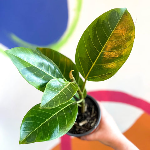 Lofty Fig - Ficus altissima - British Grown - Sprouts of Bristol