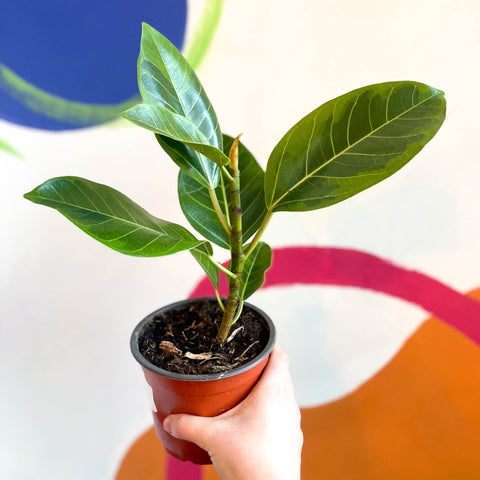 Lofty Fig - Ficus altissima - British Grown - Sprouts of Bristol
