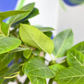 Lofty Fig Tree - Ficus altissima - Sprouts of Bristol