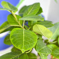 Lofty Fig Tree - Ficus altissima - Sprouts of Bristol
