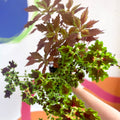 Lucky Dip Painted Nettle - Coleus - Welsh Grown - Sprouts of Bristol