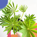 Lupin - Lupinus polyphyllus 'Gallery Pink Bicolour' - British Grown Herbaceous Perennial - Sprouts of Bristol
