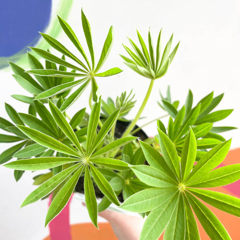 Lupin - Lupinus polyphyllus 'Gallery Pink Bicolour' - British Grown Herbaceous Perennial - Sprouts of Bristol
