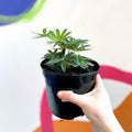 Lupin - Lupinus polyphyllus 'Gallery Pink' - British Grown Herbaceous Perennial - Sprouts of Bristol