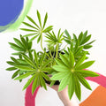 Lupin - Lupinus polyphyllus 'Gallery White' - British Grown Herbaceous Perennial - Sprouts of Bristol