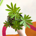 Lupin - Lupinus polyphyllus 'Legendary Rose Shades' - British Grown Herbaceous Perennial - Sprouts of Bristol