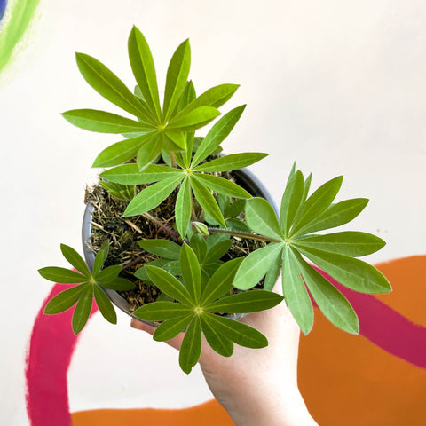 Lupin - Lupinus polyphyllus 'Legendary Rose Shades' - British Grown Herbaceous Perennial - Sprouts of Bristol