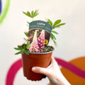 Lupin - Lupinus polyphyllus 'Legendary Rose Shades' - British Grown Herbaceous Perennial - Sprouts of Bristol
