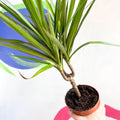 Magenta Dragon Tree - Dracaena marginata 'Magenta' - Sprouts of Bristol