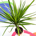 Magenta Dragon Tree - Dracaena marginata 'Magenta' - Sprouts of Bristol