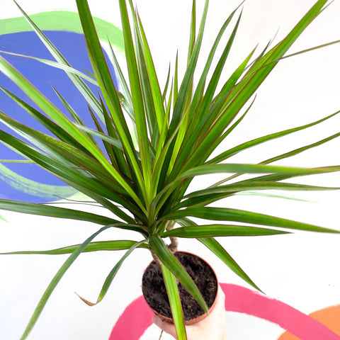 Magenta Dragon Tree - Dracaena marginata 'Magenta' - Sprouts of Bristol