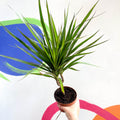 Magenta Dragon Tree - Dracaena marginata 'Magenta' - Sprouts of Bristol