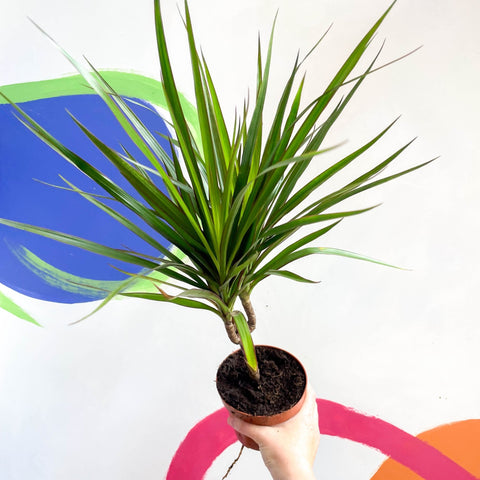 Magenta Dragon Tree - Dracaena marginata 'Magenta' - Sprouts of Bristol