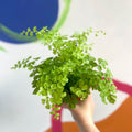 Maidenhair Fern - Adiantum raddianum 'Fragrans' - Sprouts of Bristol