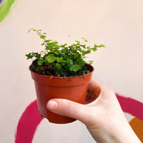 Maidenhair Fern - Adiantum raddianum 'Fragrans' - Sprouts of Bristol