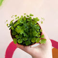Maidenhair Fern - Adiantum raddianum 'Fragrans' - Sprouts of Bristol