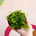 Maidenhair Fern - Adiantum raddianum 'Fragrans' - Sprouts of Bristol