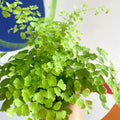 Maidenhair Fern - Adiantum raddianum 'Fragrans' - Sprouts of Bristol