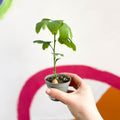 Maidenhair Tree - Ginkgo biloba - Sprouts of Bristol