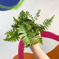 Male Fern - Dryopteris filix-mas - British Grown - Sprouts of Bristol