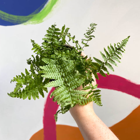 Male Fern - Dryopteris filix-mas - British Grown - Sprouts of Bristol
