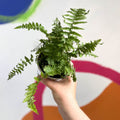 Male Fern - Dryopteris filix-mas - British Grown - Sprouts of Bristol