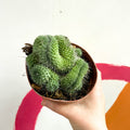 Mammillaria spinosissima 'Un Pico Cristata' - Sprouts of Bristol