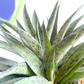 Mangave 'Pineapple Express' - Sprouts of Bristol