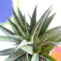 Mangave 'Pineapple Express' - Sprouts of Bristol