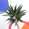 Mangave 'Pineapple Express' - Sprouts of Bristol
