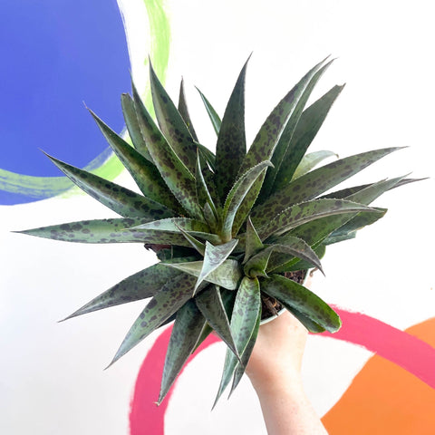 Mangave 'Pineapple Express' - Sprouts of Bristol