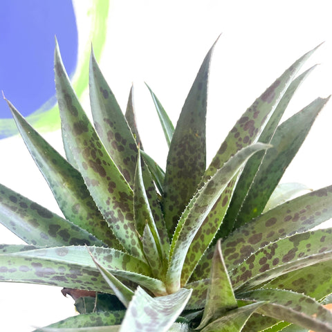 Mangave 'Pineapple Express' - Sprouts of Bristol