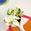 Manjula Pothos - Epipremnum aureum 'Happy Leaf' - Sprouts of Bristol
